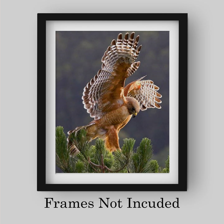 Red-Tailed Hawk Taking Flight Motivational Bird Wall Art -8 x 10" Hawk Photo Print -Ready to Frame. Inspirational Home-Office-School-Cave Decor. Great Picture for Animal &amp; Birds Theme Wall Decor!