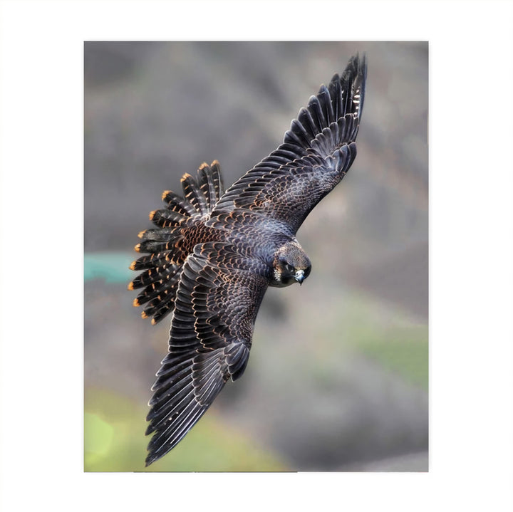Peregrine Falcon in Flight Motivational Bird Wall Art -8 x 10" Hawk Photo Print-Ready to Frame. Inspirational Home-Office-School-Cave Decor. Great Picture for Animal &amp; Birds Theme Wall Decor!