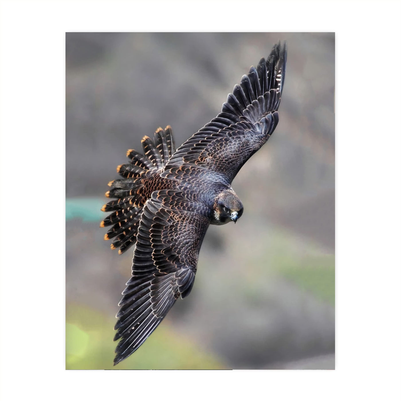 Peregrine Falcon in Flight Motivational Bird Wall Art -8 x 10" Hawk Photo Print-Ready to Frame. Inspirational Home-Office-School-Cave Decor. Great Picture for Animal & Birds Theme Wall Decor!