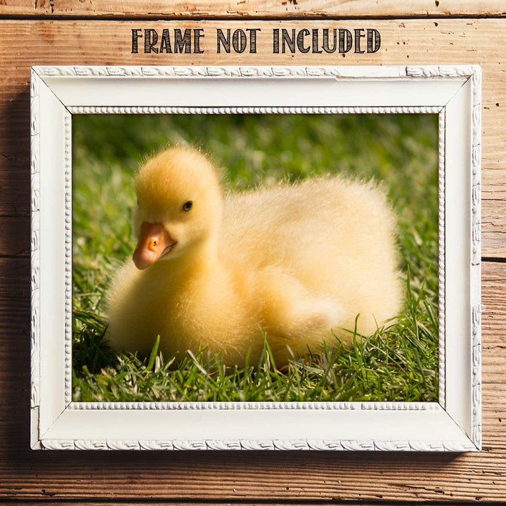 Sweet Baby Duck in Grass- 8 x 10" Print Wall Art- Ready to Frame- Home D?cor, Nursery D?cor &amp; Wall Prints for Animal Themes &amp; Children&