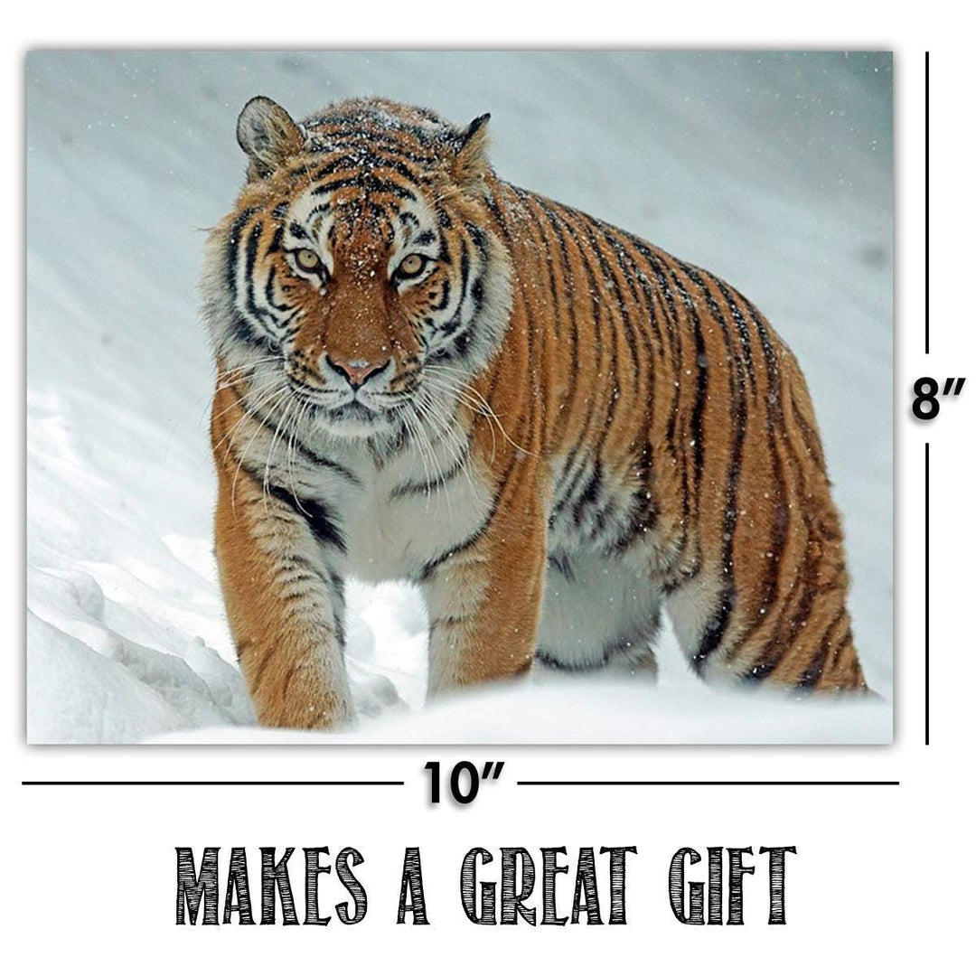 Big Beautiful Cats-4 Image Set- 8 x 10 Wall Art- Ready to Frame-Home D?cor, Office D?cor &amp; Wall Prints for Animal, Safari &amp; Jungle Theme Wall Decor. Get Up Close to Lion, Tiger, Panther &amp; Cheetah.