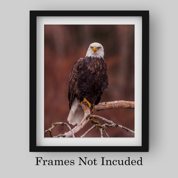 Mighty Bald Eagle in Tree Motivational American Wall Art -8 x 10" Patriotic Eagle Photo Print -Ready to Frame. Inspirational Home-Office-School-Cave Decor. Great for Animal &amp; Political Themes!