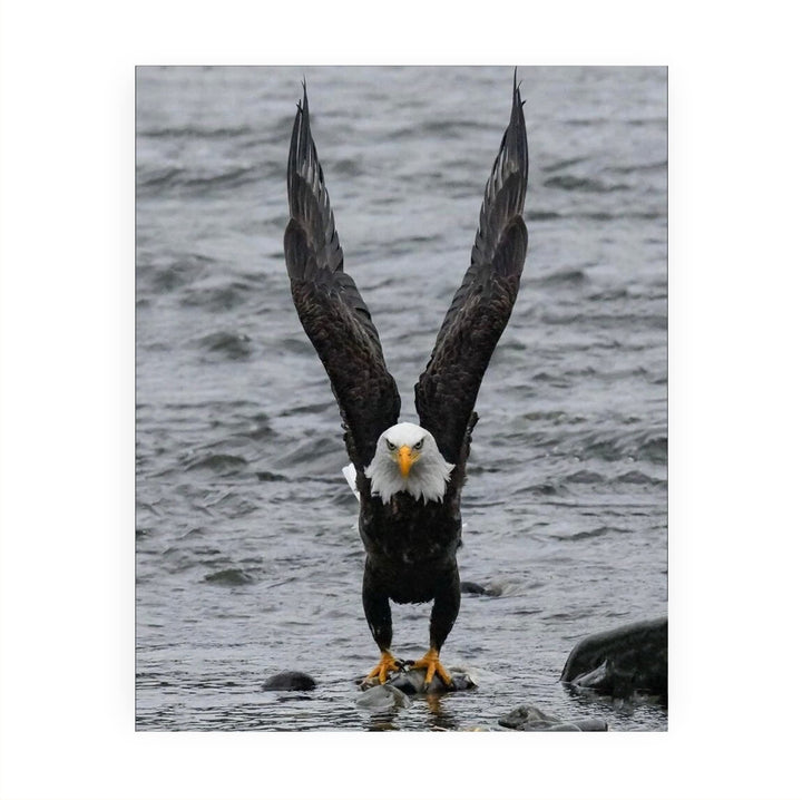 Fierce Bald Eagle at the Beach Motivational American Wall Art -8 x 10" Patriotic Eagle Photo Print-Ready to Frame. Inspirational Home-Office-School-Cave Decor. Great for Animal &amp; Political Themes!