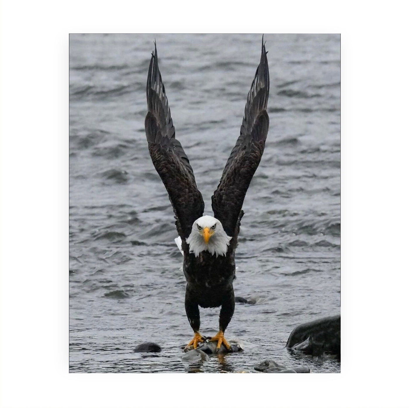 Fierce Bald Eagle at the Beach Motivational American Wall Art -8 x 10" Patriotic Eagle Photo Print-Ready to Frame. Inspirational Home-Office-School-Cave Decor. Great for Animal & Political Themes!