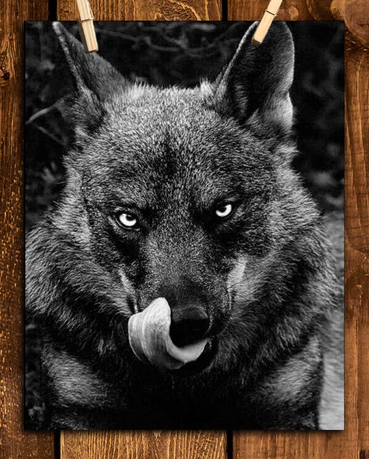 Ferocious Black Wolf- 8 x 10" Print Wall Art- Ready to Frame- Home D?cor, Office D?cor &amp; Wall Prints for Animal &amp; Hunting Theme Wall Decor. Great Gift For Those Who Feel the Call of the Wild!