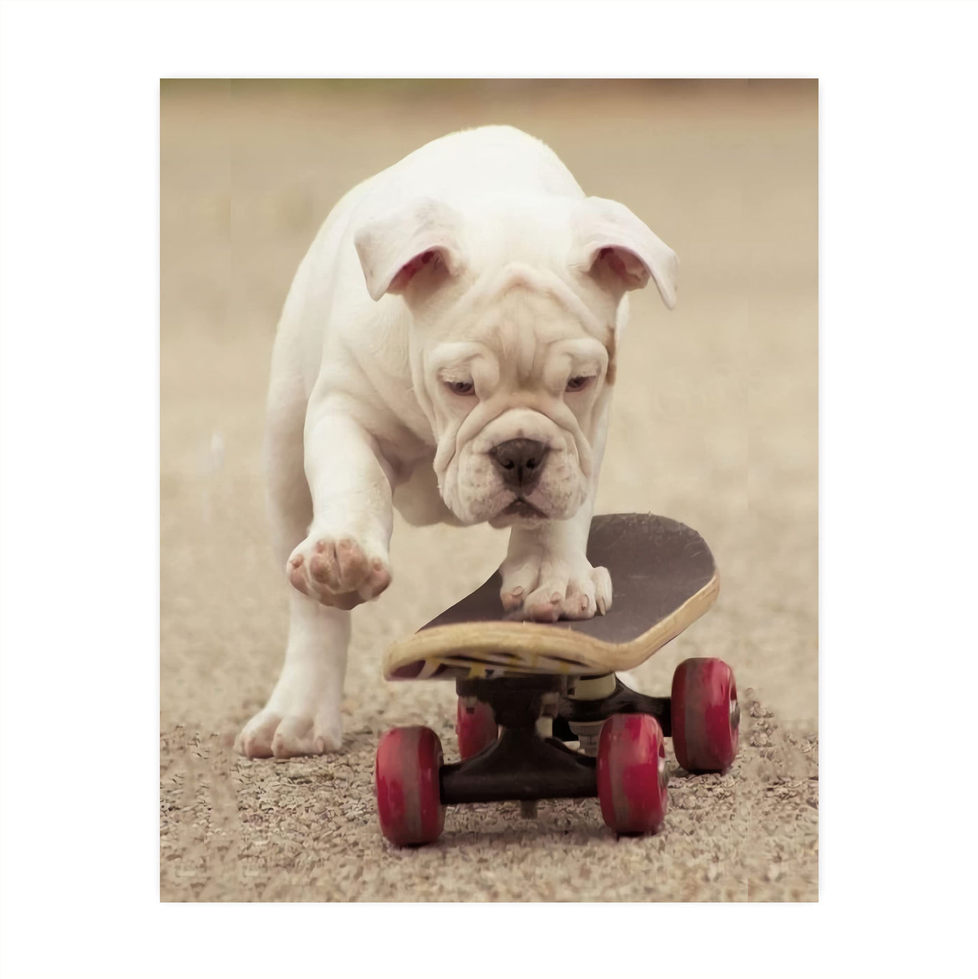 Cute Bulldog Puppy Riding A Skateboard-Funny Dog Photo Print-8 x 10" Wall Art Decor-Ready to Frame. Perfect Pet Wall Art for Home-Kitchen-Cave-Bar-Garage. Great Gift for English Bulldog Lovers!