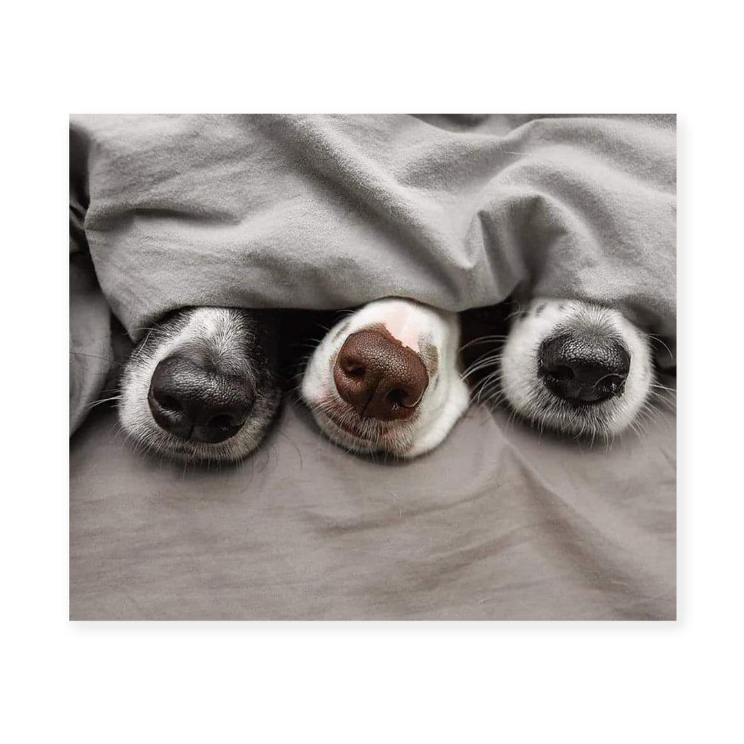 Adorable Puppy Noses Peeking Out- Funny Dog Nose Wall Art- 10 x 8" Inspirational Pet Lovers Picture Print -Ready to Frame. Home, Pet Shop, Nursery, Vet&