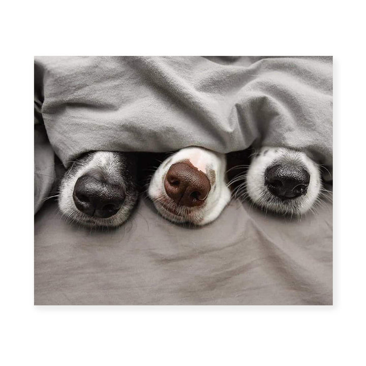 Adorable Puppy Noses Peeking Out- Funny Dog Nose Wall Art- 10 x 8" Inspirational Pet Lovers Picture Print -Ready to Frame. Home, Pet Shop, Nursery, Vet&