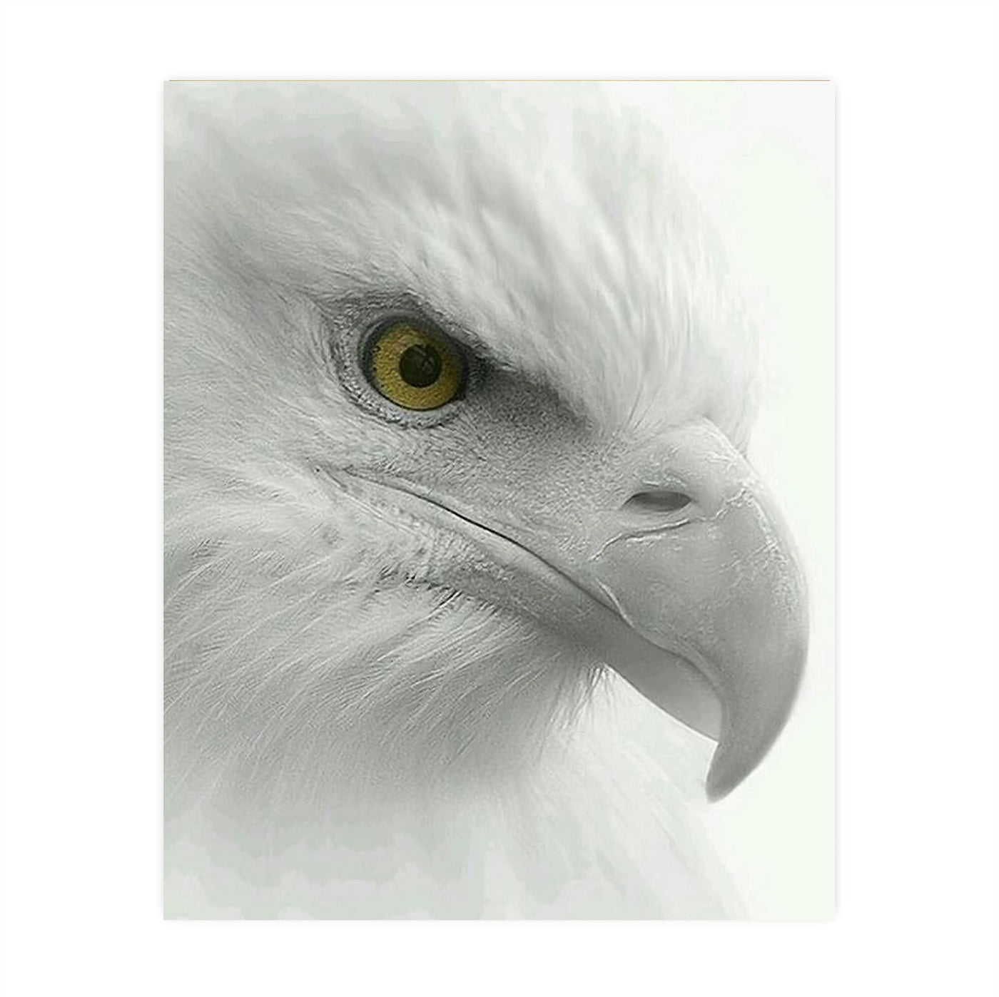 Fearless Bald Eagle Motivational American Wall Art -8 x 10" Patriotic Eagle Photo Print-Ready to Frame. Inspirational Home-Office-School-Cave Decor. Great for Animal & Political Theme Wall Decor!