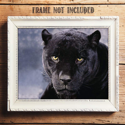 Intimidating Black Panther-8 x 10- Wall Art- Ready to Frame- Home D?cor, Office D?cor & Wall Prints for Animal, Safari & Jungle Theme Wall Decor. Feel the Fright of the Big Black Cat! Great Gift!
