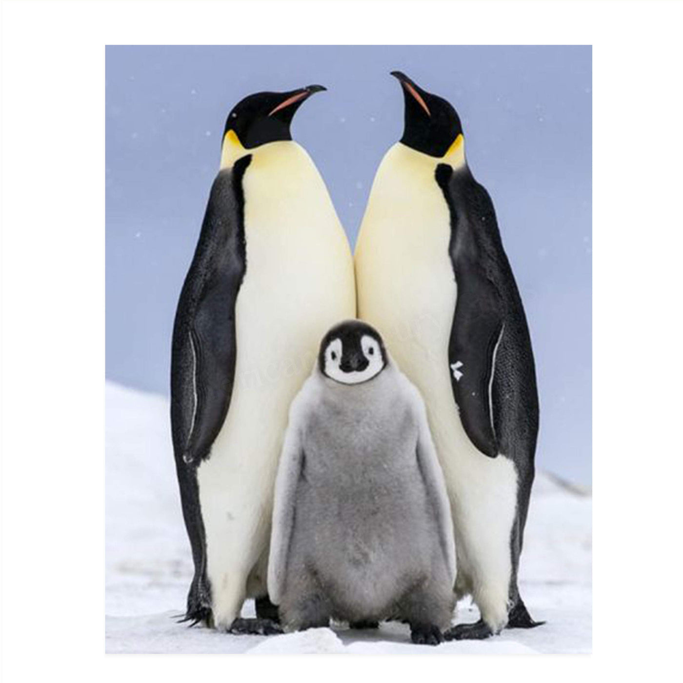 Funny Penguin Family Poster Print- 8 x 10" Print Wall Art- Ready to Frame. Home- Office D?cor, Nursery D?cor & Wall Prints for Animal Themes & Children's Bedroom Wall Decor. Will Make You Smile!