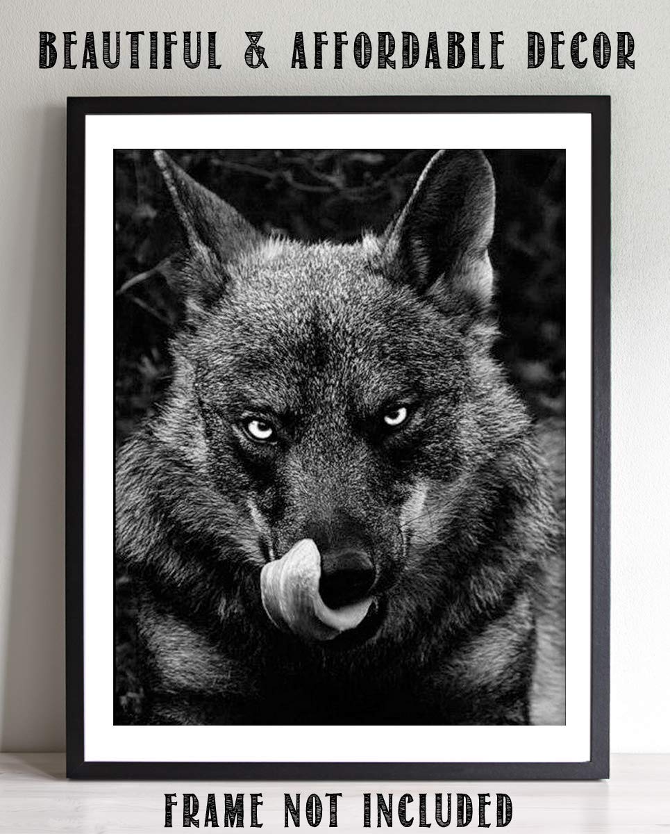 Ferocious Black Wolf- 8 x 10" Print Wall Art- Ready to Frame- Home D?cor, Office D?cor &amp; Wall Prints for Animal &amp; Hunting Theme Wall Decor. Great Gift For Those Who Feel the Call of the Wild!