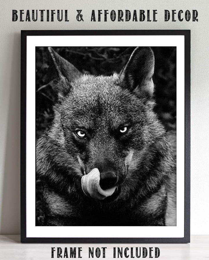 Ferocious Black Wolf- 8 x 10" Print Wall Art- Ready to Frame- Home D?cor, Office D?cor &amp; Wall Prints for Animal &amp; Hunting Theme Wall Decor. Great Gift For Those Who Feel the Call of the Wild!