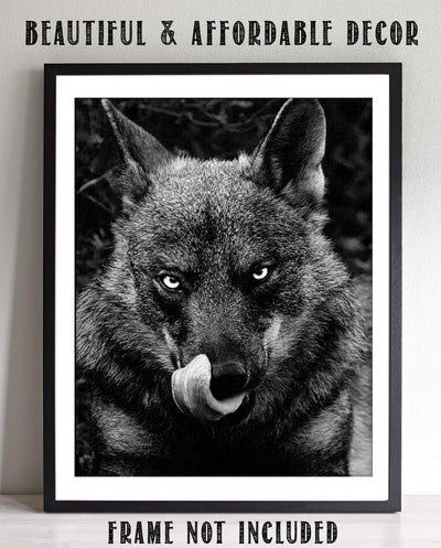 Ferocious Black Wolf- 8 x 10" Print Wall Art- Ready to Frame- Home D?cor, Office D?cor & Wall Prints for Animal & Hunting Theme Wall Decor. Great Gift For Those Who Feel the Call of the Wild!