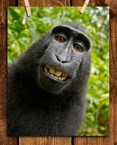 Smiling Monkey Selfie- 8 x 10" Print Wall Art- Ready to Frame- Home D?cor, Nursery D?cor & Wall Prints for Animal Themes & Children's Bedroom Wall Decor. Just Too Cute!