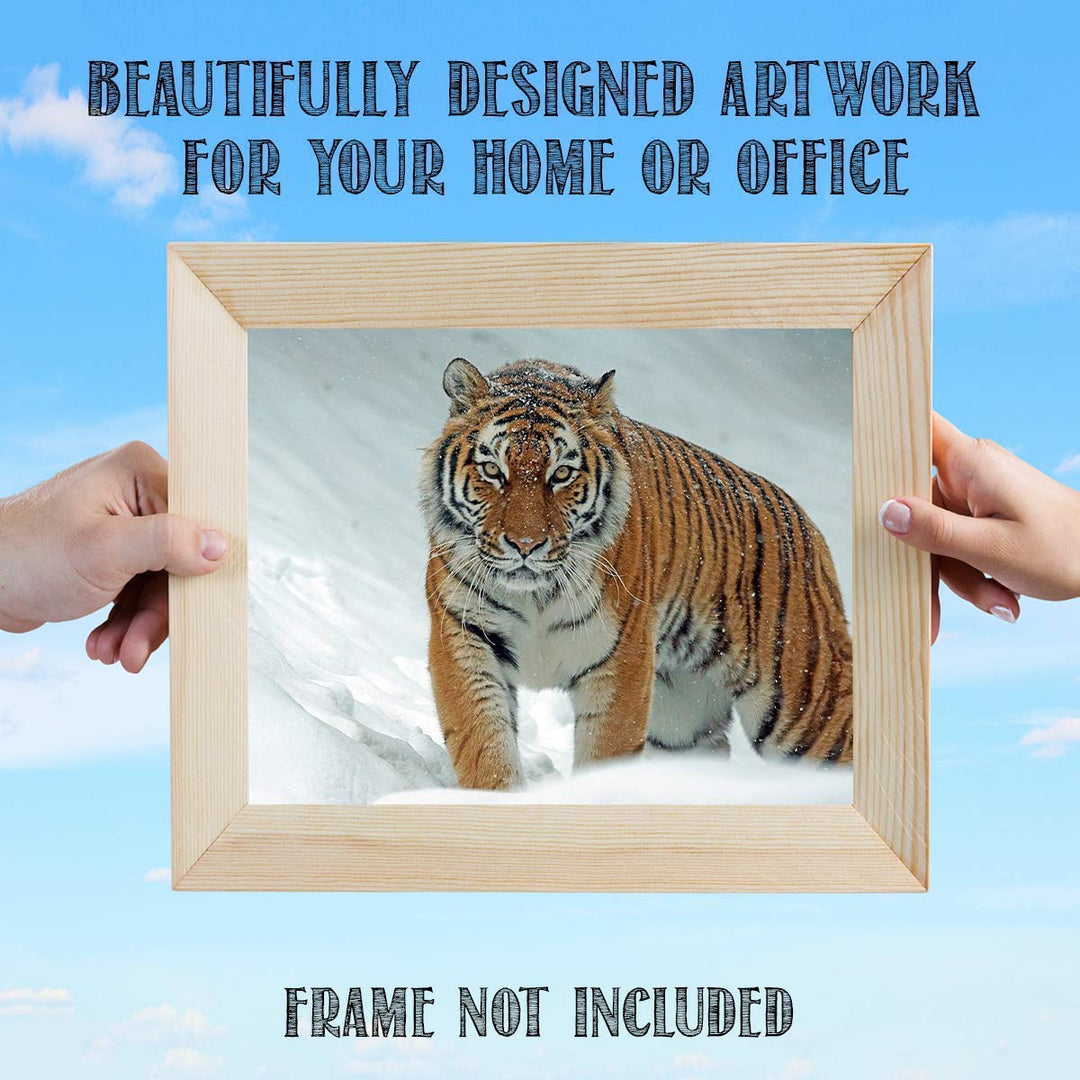 Siberian Tiger in the Snow - 8 x 10 Print Wall Art- Ready to Frame- Home D?cor, Office D?cor &amp; Wall Prints for Animal, Safari &amp; Jungle Theme Wall Decor. Feel the Thrill of the Majestic Tiger Inside!