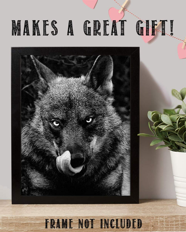 Ferocious Black Wolf- 8 x 10" Print Wall Art- Ready to Frame- Home D?cor, Office D?cor &amp; Wall Prints for Animal &amp; Hunting Theme Wall Decor. Great Gift For Those Who Feel the Call of the Wild!