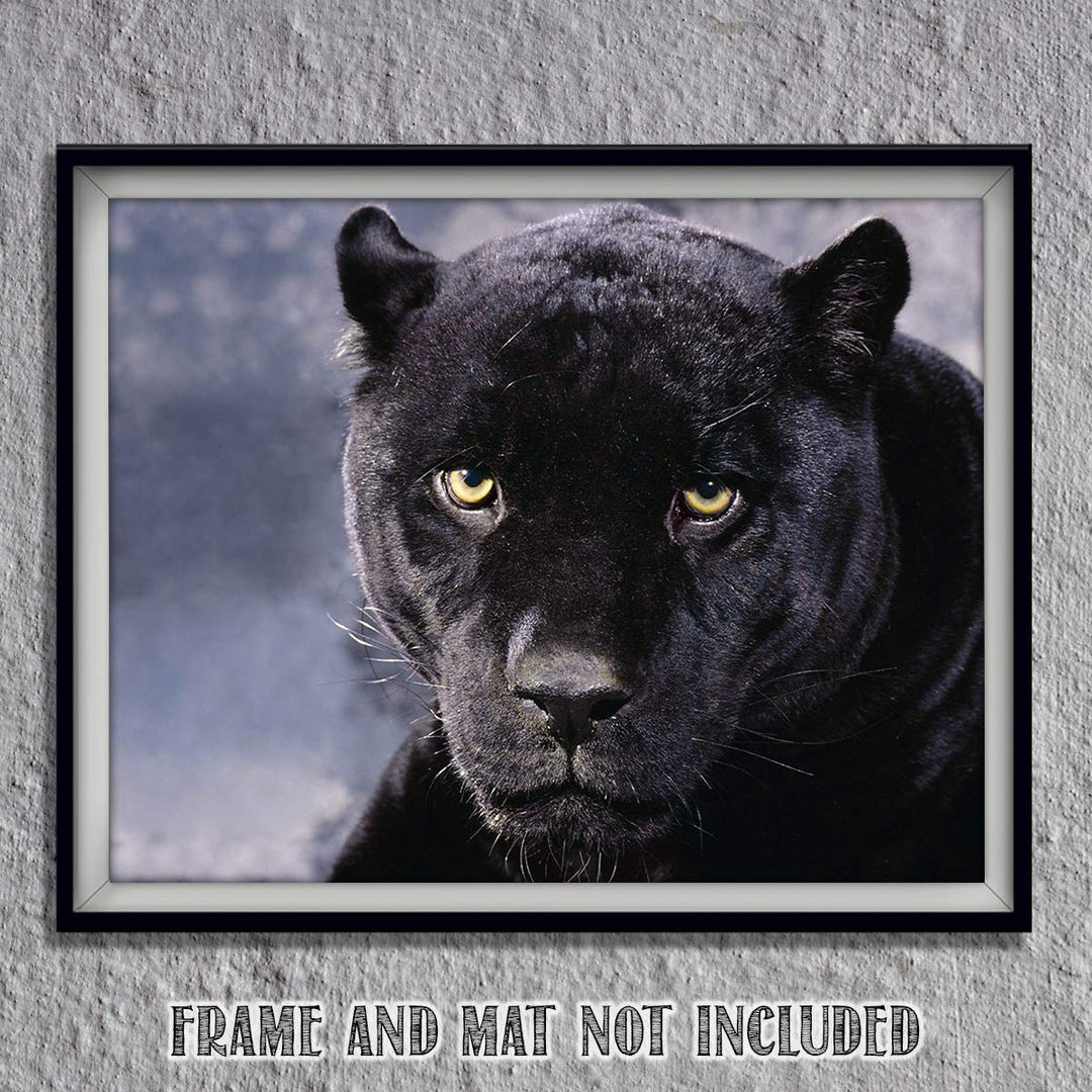 Intimidating Black Panther-8 x 10- Wall Art- Ready to Frame- Home D?cor, Office D?cor &amp; Wall Prints for Animal, Safari &amp; Jungle Theme Wall Decor. Feel the Fright of the Big Black Cat! Great Gift!