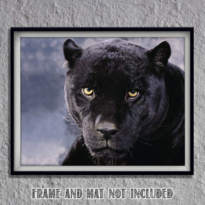 Intimidating Black Panther-8 x 10- Wall Art- Ready to Frame- Home D?cor, Office D?cor &amp; Wall Prints for Animal, Safari &amp; Jungle Theme Wall Decor. Feel the Fright of the Big Black Cat! Great Gift!
