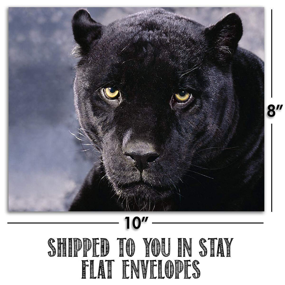 Big Beautiful Cats-4 Image Set- 8 x 10 Wall Art- Ready to Frame-Home D?cor, Office D?cor &amp; Wall Prints for Animal, Safari &amp; Jungle Theme Wall Decor. Get Up Close to Lion, Tiger, Panther &amp; Cheetah.