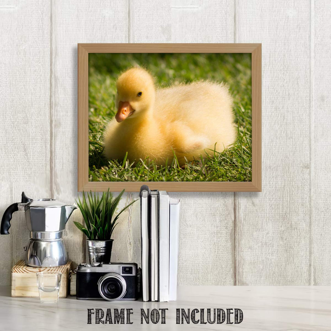 Sweet Baby Duck in Grass- 8 x 10" Print Wall Art- Ready to Frame- Home D?cor, Nursery D?cor &amp; Wall Prints for Animal Themes &amp; Children&