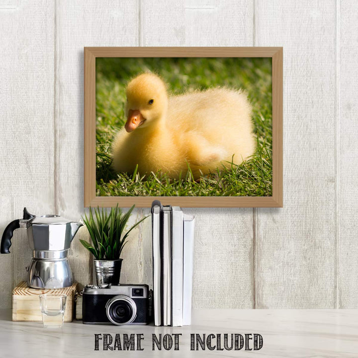 Sweet Baby Duck in Grass- 8 x 10" Print Wall Art- Ready to Frame- Home D?cor, Nursery D?cor &amp; Wall Prints for Animal Themes &amp; Children&