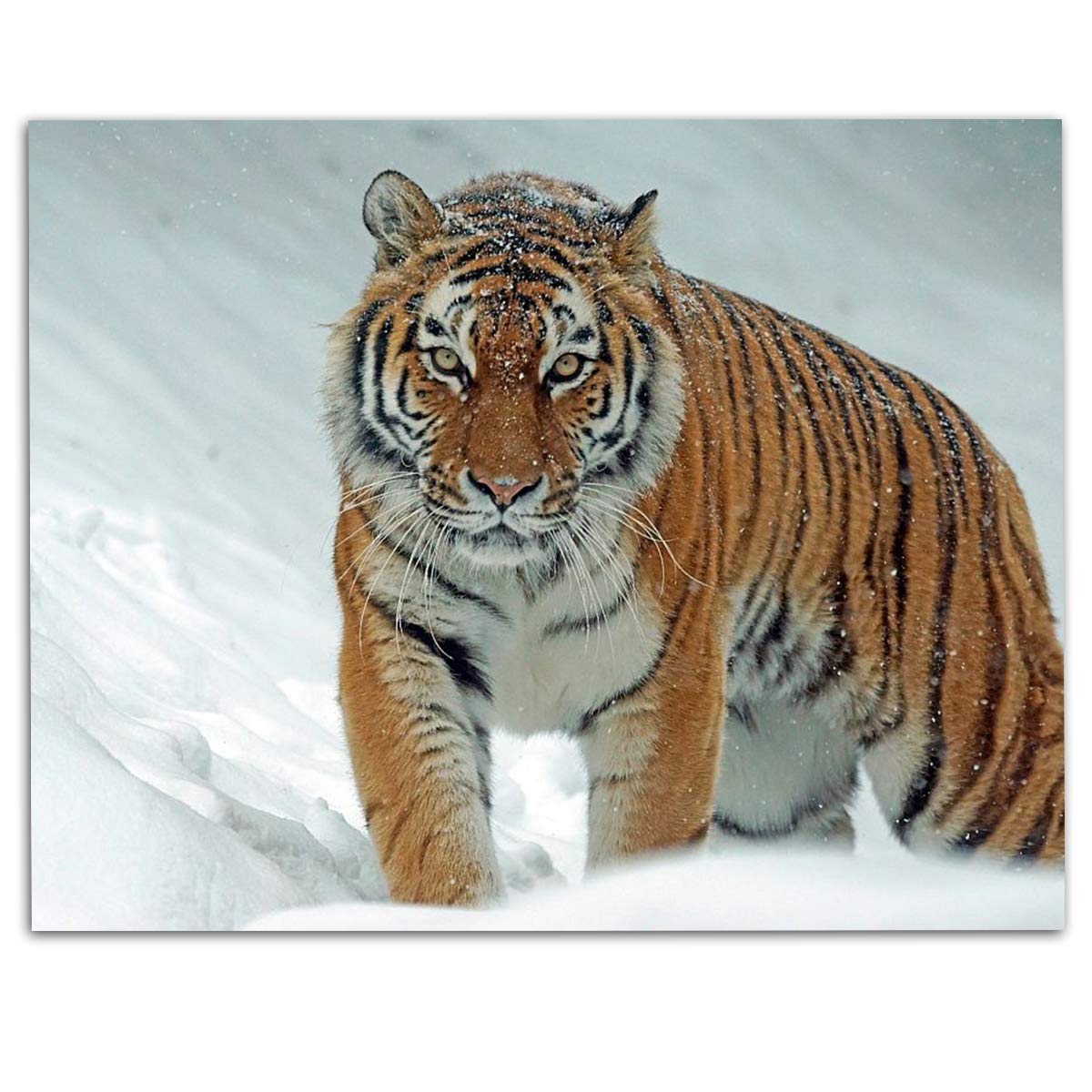 Siberian Tiger in the Snow - 8 x 10 Print Wall Art- Ready to Frame- Home D?cor, Office D?cor & Wall Prints for Animal, Safari & Jungle Theme Wall Decor. Feel the Thrill of the Majestic Tiger Inside!