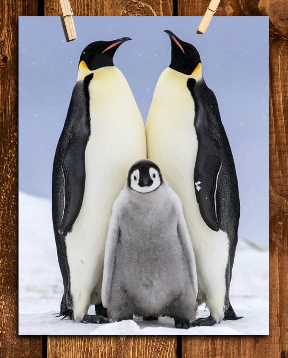 Funny Penguin Family Poster Print- 8 x 10" Print Wall Art- Ready to Frame. Home- Office D?cor, Nursery D?cor &amp; Wall Prints for Animal Themes &amp; Children&