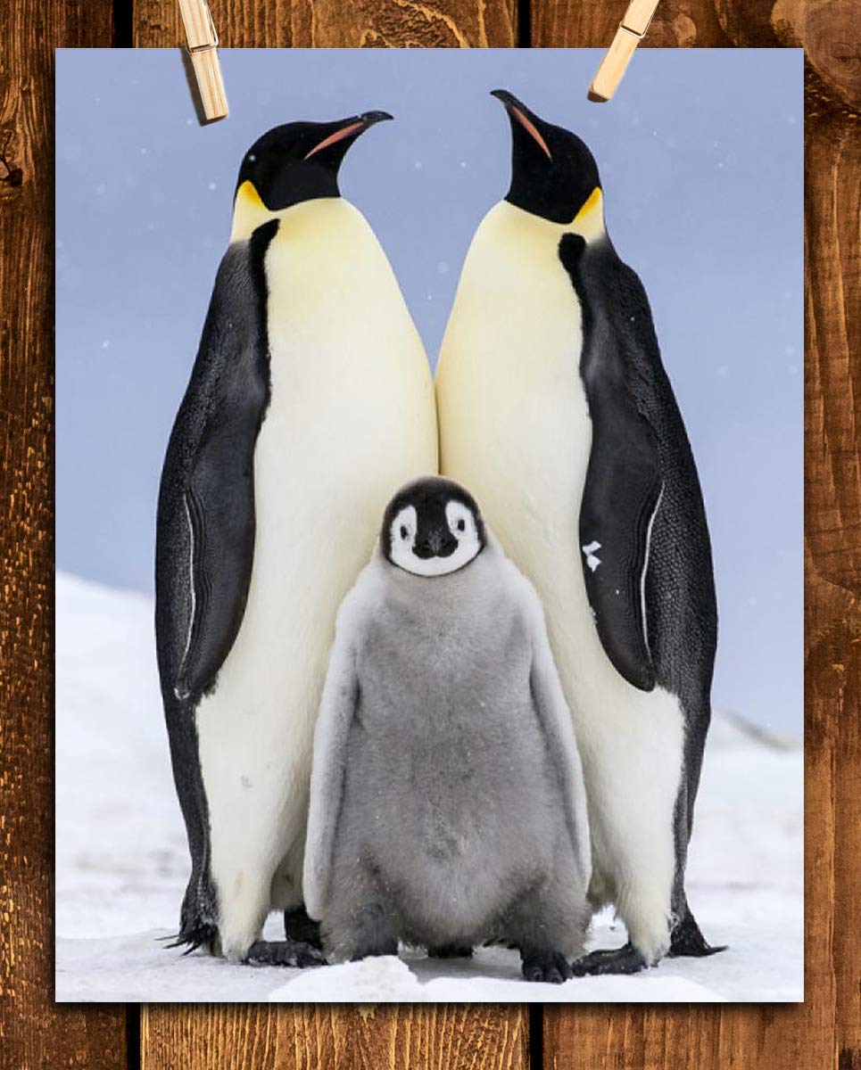 Funny Penguin Family Poster Print- 8 x 10" Print Wall Art- Ready to Frame. Home- Office D?cor, Nursery D?cor & Wall Prints for Animal Themes & Children's Bedroom Wall Decor. Will Make You Smile!