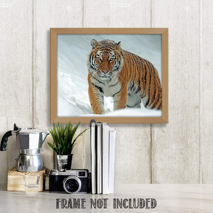 Siberian Tiger in the Snow - 8 x 10 Print Wall Art- Ready to Frame- Home D?cor, Office D?cor &amp; Wall Prints for Animal, Safari &amp; Jungle Theme Wall Decor. Feel the Thrill of the Majestic Tiger Inside!