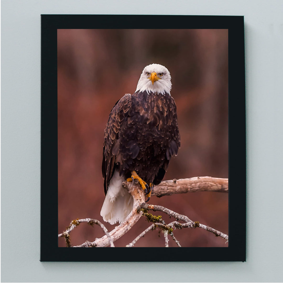 Mighty Bald Eagle in Tree Motivational American Wall Art -8 x 10" Patriotic Eagle Photo Print -Ready to Frame. Inspirational Home-Office-School-Cave Decor. Great for Animal &amp; Political Themes!
