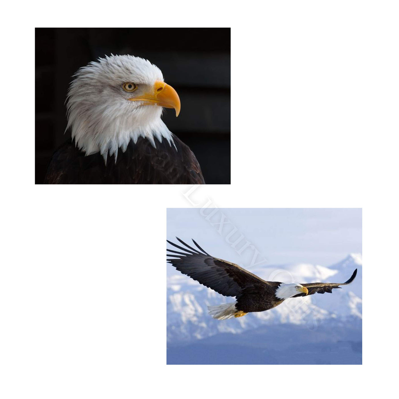 American Eagle- 2 Print Set- 8 x 10's Wall Art- Ready to Frame- Home D?cor, Office D?cor & Wall Prints for Animal & Patriotic Theme Wall Decor. Majestic & Fearless Eagle Profile & Soaring in Flight.