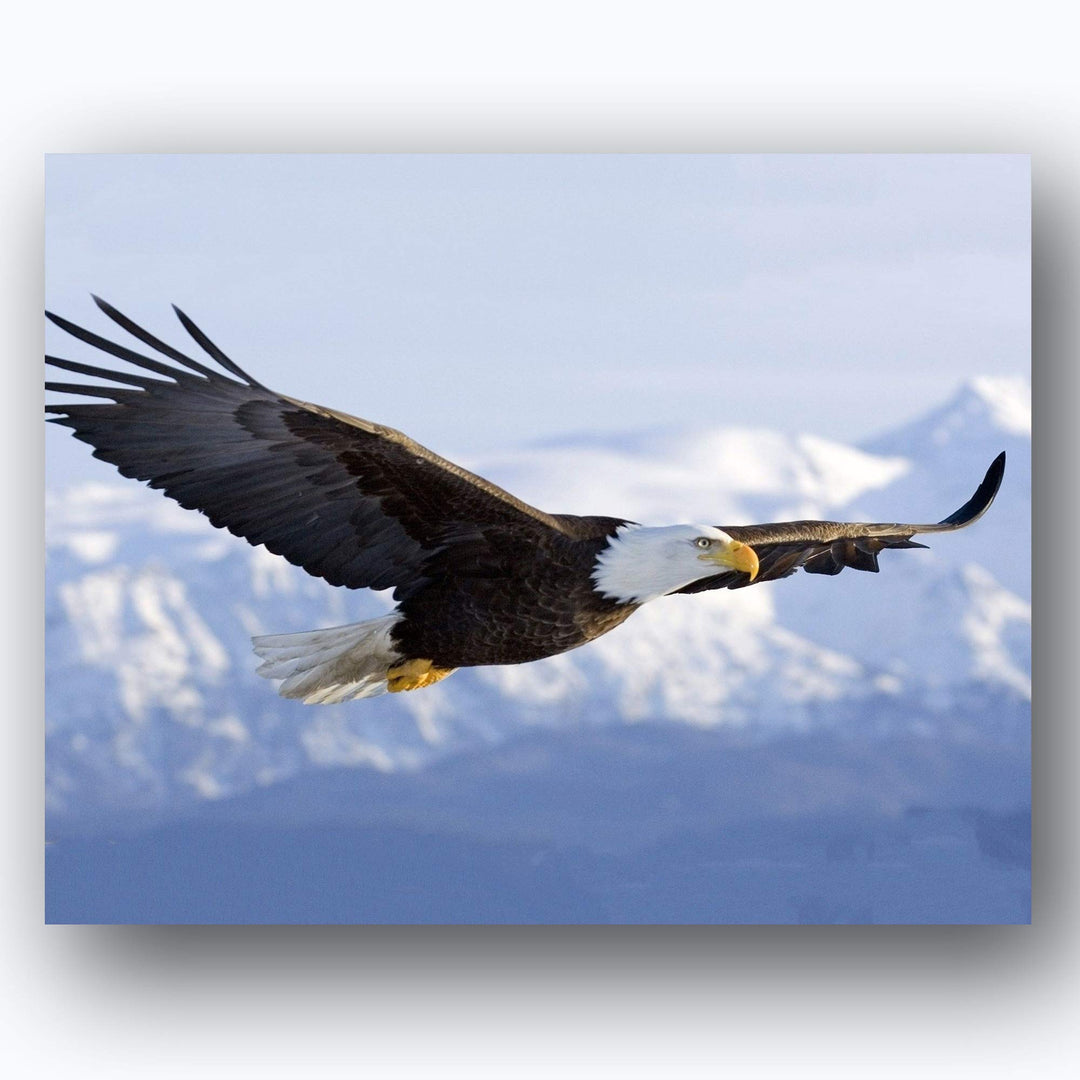 American Eagle- 2 Print Set- 8 x 10&