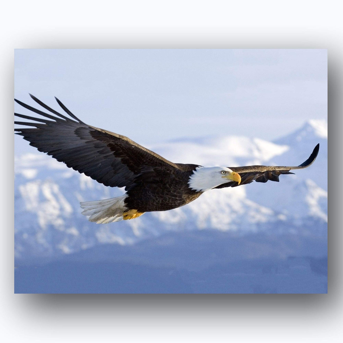 American Eagle- 2 Print Set- 8 x 10's Wall Art- Ready to Frame- Home D?cor, Office D?cor & Wall Prints for Animal & Patriotic Theme Wall Decor. Majestic & Fearless Eagle Profile & Soaring in Flight.