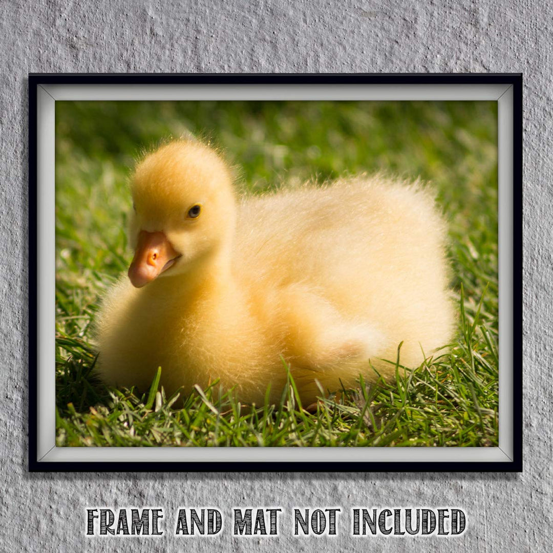 Sweet Baby Duck in Grass- 8 x 10" Print Wall Art- Ready to Frame- Home D?cor, Nursery D?cor &amp; Wall Prints for Animal Themes &amp; Children&