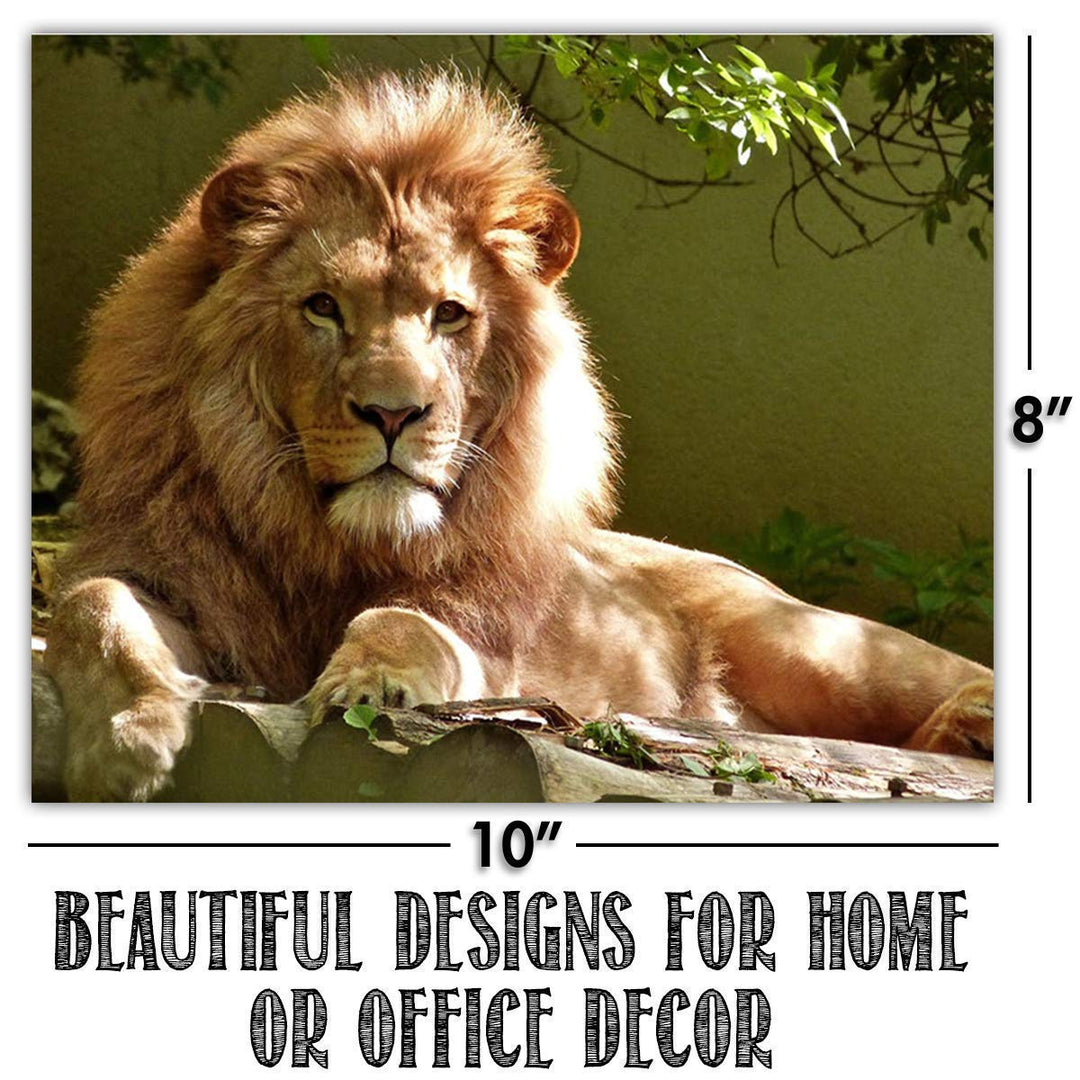 Big Beautiful Cats-4 Image Set- 8 x 10 Wall Art- Ready to Frame-Home D?cor, Office D?cor &amp; Wall Prints for Animal, Safari &amp; Jungle Theme Wall Decor. Get Up Close to Lion, Tiger, Panther &amp; Cheetah.