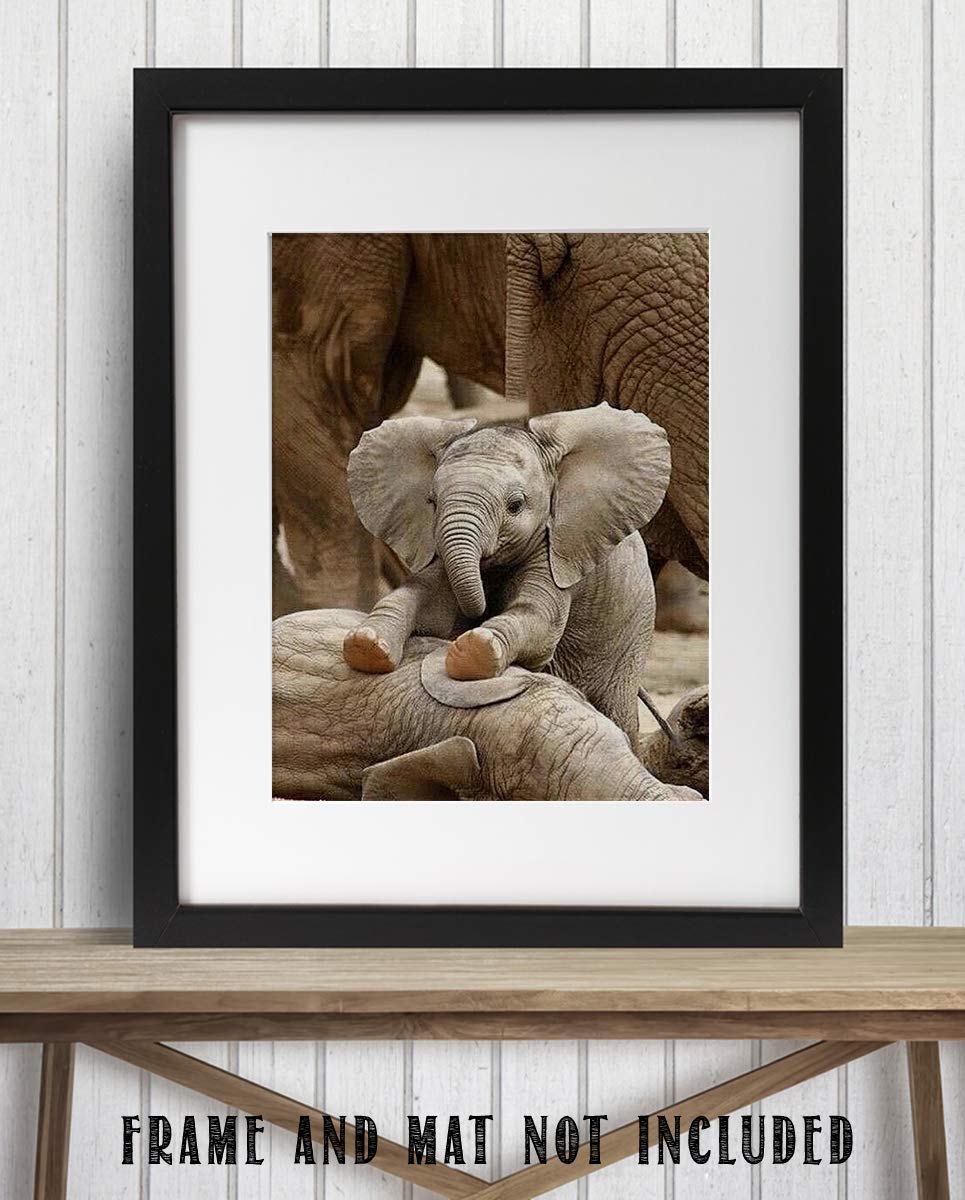 Adorable Baby Elephant Playing with Mom- 8 x 10" Print Wall Art- Ready to Frame- Home D?cor, Nursery D?cor &amp; Wall Prints for Animal Themes &amp; Children&