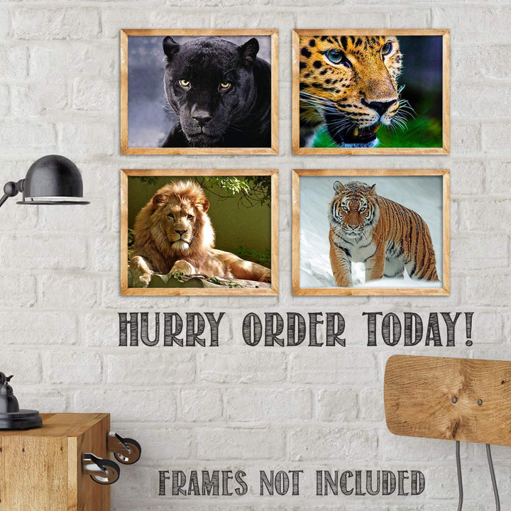 Big Beautiful Cats-4 Image Set- 8 x 10 Wall Art- Ready to Frame-Home D?cor, Office D?cor &amp; Wall Prints for Animal, Safari &amp; Jungle Theme Wall Decor. Get Up Close to Lion, Tiger, Panther &amp; Cheetah.