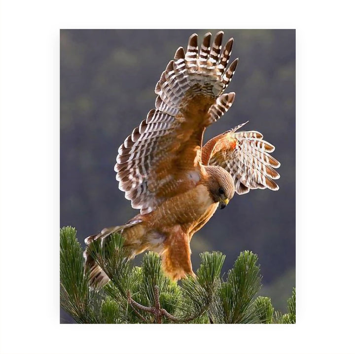 Red-Tailed Hawk Taking Flight Motivational Bird Wall Art -8 x 10" Hawk Photo Print -Ready to Frame. Inspirational Home-Office-School-Cave Decor. Great Picture for Animal &amp; Birds Theme Wall Decor!