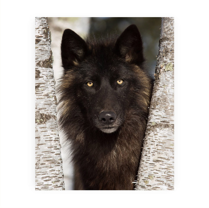 Black Wolf in the Woods- 8 x 10" Wild Animals Wall Art Print -Ready to Frame. Wildlife Pictures for Home-Office-Classroom-Zoo Decor. Wall Prints for Animal Themes &amp; Native American Indian Decor!
