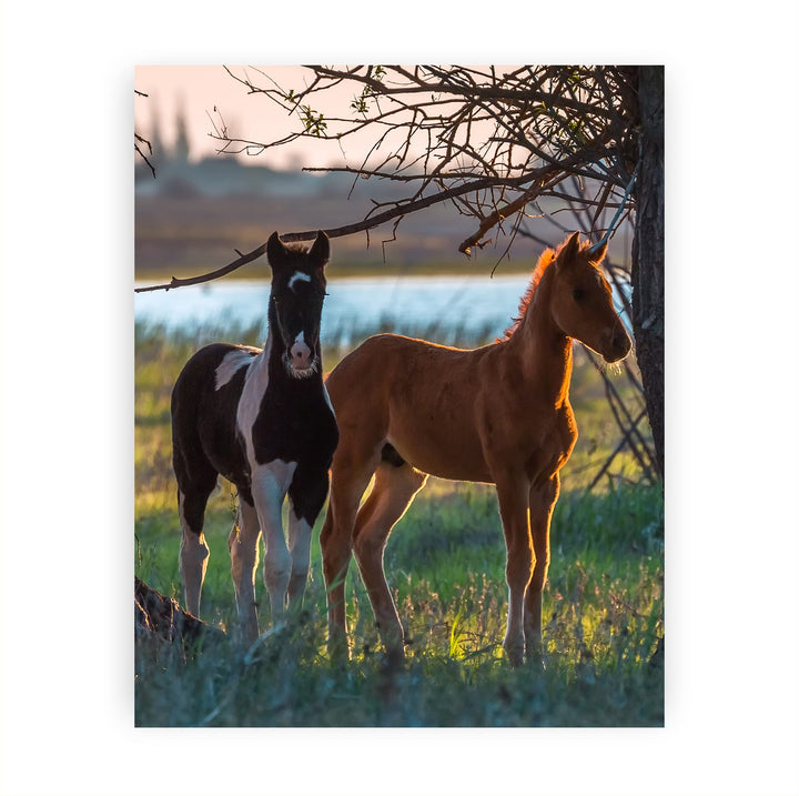 Curious Colts- 8 x 10" Horse Photo Print Wall Art-Ready to Frame. Beautiful Black-White &amp; Tan Horses. Home-Office-Bar Decor for Equestrian Themes &amp; Children&