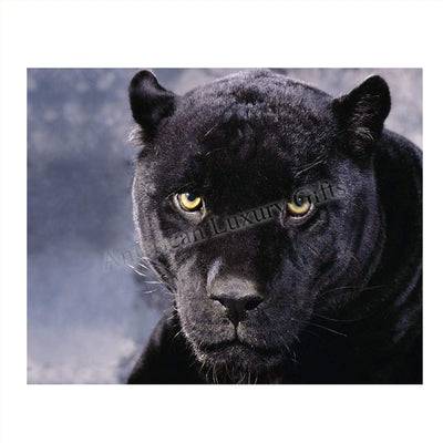 Intimidating Black Panther-8 x 10- Wall Art- Ready to Frame- Home D?cor, Office D?cor & Wall Prints for Animal, Safari & Jungle Theme Wall Decor. Feel the Fright of the Big Black Cat! Great Gift!