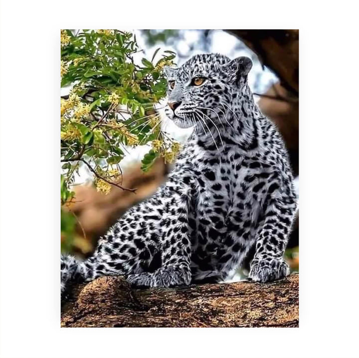 White Snow Leopard in Tree - 8 x 10" Wild Animals Print Wall Art- Ready to Frame. Big Cats Decor for Home-Office-Science Classroom-Library. Perfect Photo for Zoo, Animal, Safari &amp; Jungle Themes!