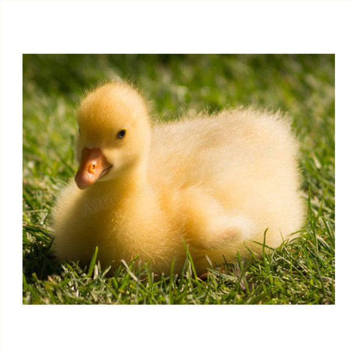 Sweet Baby Duck in Grass- 8 x 10" Print Wall Art- Ready to Frame- Home D?cor, Nursery D?cor &amp; Wall Prints for Animal Themes &amp; Children&