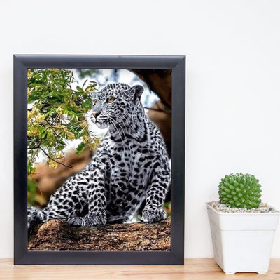 White Snow Leopard in Tree - 8 x 10" Wild Animals Print Wall Art- Ready to Frame. Big Cats Decor for Home-Office-Science Classroom-Library. Perfect Photo for Zoo, Animal, Safari & Jungle Themes!