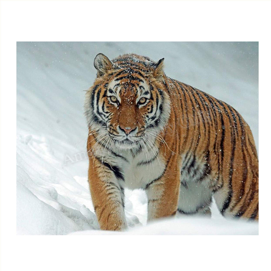 Siberian Tiger in the Snow - 8 x 10 Print Wall Art- Ready to Frame- Home D?cor, Office D?cor &amp; Wall Prints for Animal, Safari &amp; Jungle Theme Wall Decor. Feel the Thrill of the Majestic Tiger Inside!