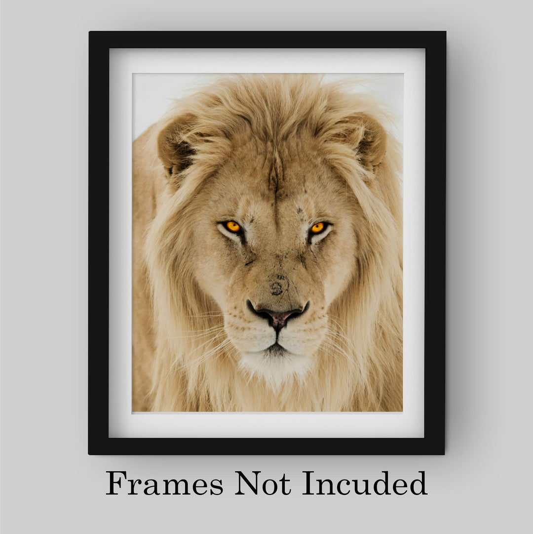 Majestic King of the Jungle-Ferocious Lion Photo Print - 8 x 10 Wall Art- Ready to Frame- Home-Office Decor &amp; Wall Prints for Animal, Safari &amp; Jungle Themes. Great Gift for Big Cat &amp; Safari Lovers.