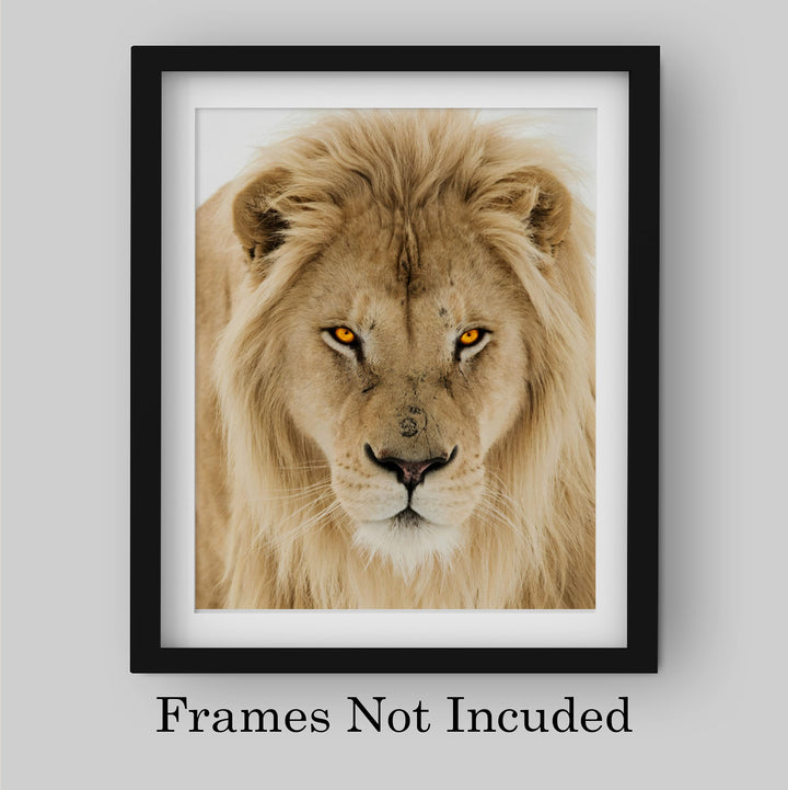 Majestic King of the Jungle-Ferocious Lion Photo Print - 8 x 10 Wall Art- Ready to Frame- Home-Office Decor &amp; Wall Prints for Animal, Safari &amp; Jungle Themes. Great Gift for Big Cat &amp; Safari Lovers.