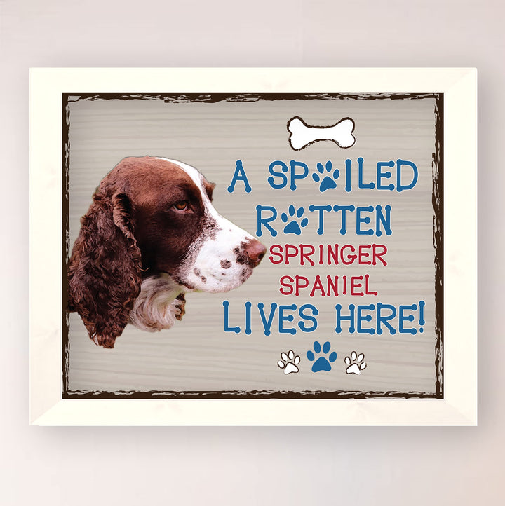 Springer Spaniel-Dog Poster Print-10 x 8" Wall Decor Sign-Ready To Frame."A Spoiled Rotten Springer Spaniel Lives Here". Pet Wall Art for Home-Kitchen-Garage. Gift-English Springer Spaniel Owners!