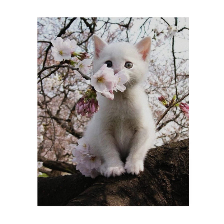 White Kitten in Tree -Inspirational Wall Art -Cute Cat in Floral Tree Photo Print- Ready to Frame. Home-Office-Teen-Girls Bedroom Decor. Perfect Animal, Pet &amp; Cats Themed Wall Decor!